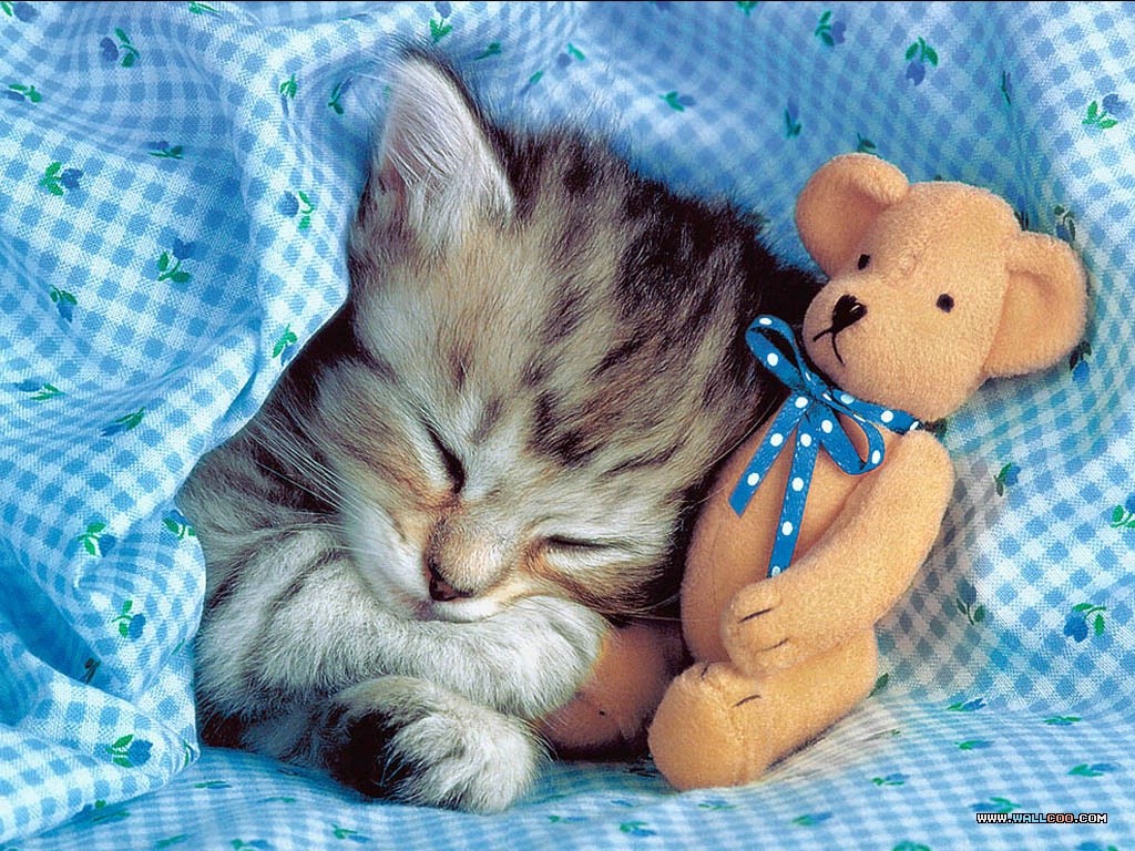 chat mimi mimi